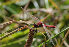 Sympetrum internum