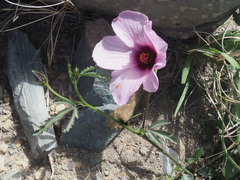 Hibiscus microcarpus