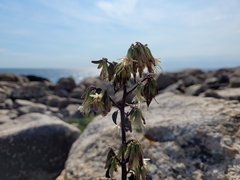 Nabalus trifoliolatus