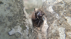 Steatoda paykulliana