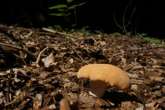 Hydnum rufescens
