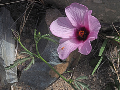 Hibiscus microcarpus