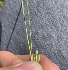Hesperostipa curtiseta
