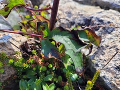 Nabalus trifoliolatus