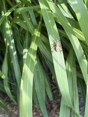 Leptoglossus occidentalis