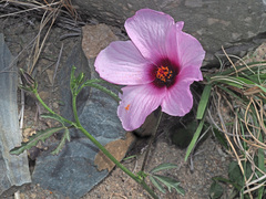 Hibiscus microcarpus