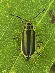 Trirhabda canadensis
