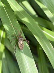 Leptoglossus occidentalis