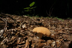 Hydnum rufescens