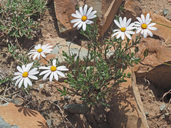 Dimorphotheca zeyheri