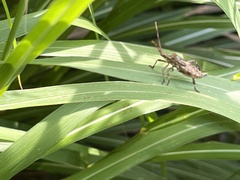Leptoglossus occidentalis