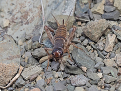 Gryllidae