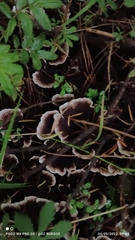 Thelephora terrestris