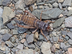 Gryllidae