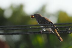 Sphecotheres vieilloti