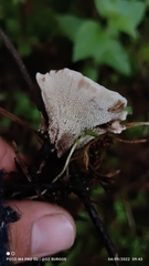 Thelephora terrestris