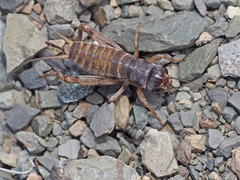 Gryllidae