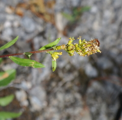 Solidago simplex