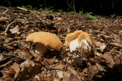 Hydnum rufescens