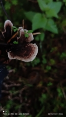 Thelephora terrestris