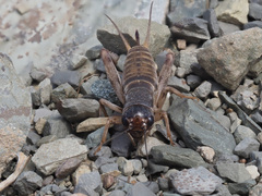 Gryllidae
