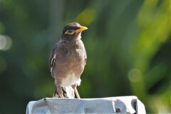 Acridotheres tristis