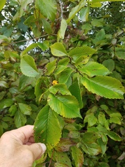 Ulmus rubra