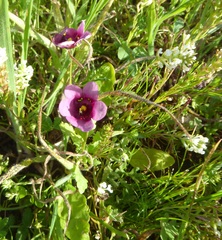 Diascia diffusa