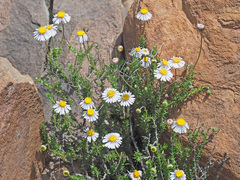 Felicia filifolia