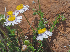 Felicia filifolia