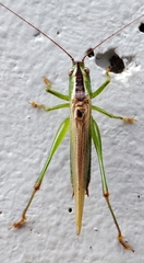 Conocephalus fuscus