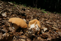 Hydnum rufescens
