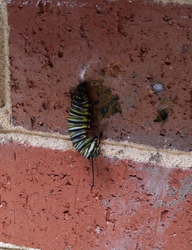 Monarch photographed in North Carolina