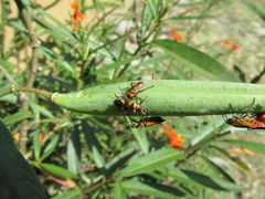 Oncopeltus cingulifer