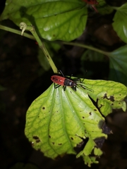 Macrocheraia grandis