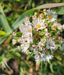 Symphyotrichum falcatum