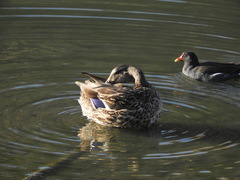 Gallinula chloropus chloropus