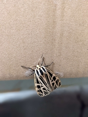 Apantesis parthenice