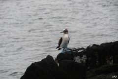 Sula nebouxii excisa