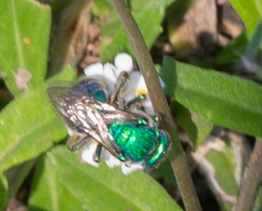 Augochloropsis
