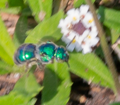 Augochloropsis