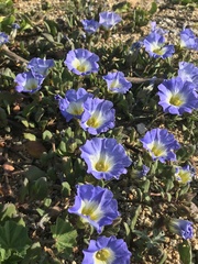 Nolana paradoxa