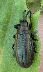 Microrhopala vittata