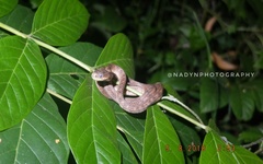 Pareas carinatus