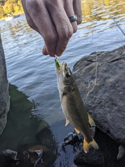 Ptychocheilus oregonensis