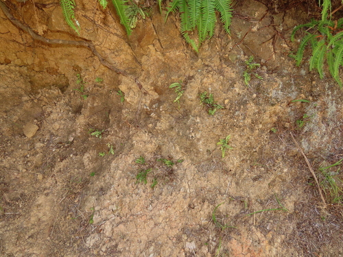 Lindsaea orbiculata, photograph 2