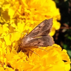 Helicoverpa armigera