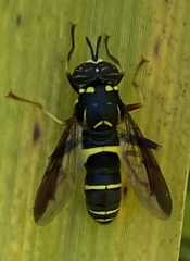Spilomyia sayi