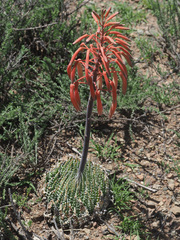 Aristaloe aristata