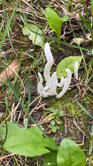 Clavaria fragilis